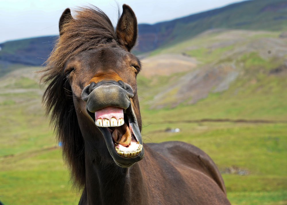 Hest